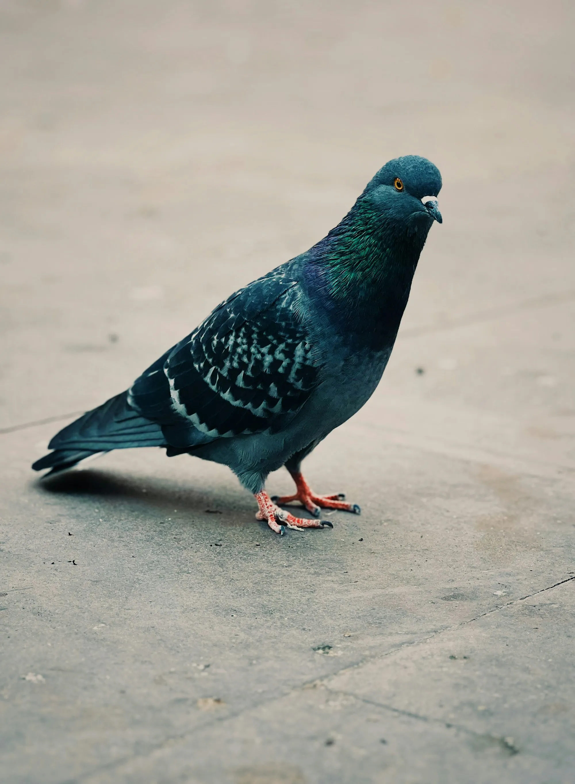 Dark pigeon standing on concrete